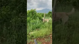 Three large Šarplanian dogs attack cyclist