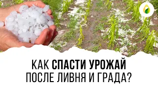 Как СПАСТИ урожай после ЛИВНЯ!