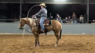 Dandy Shine Campeã do Derby Sapucaia FF - tie down roping.