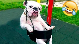 You laugh, You lose 😂 Funniest Animals 😂 Part 25