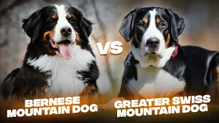 Bernese Mountain Dog vs. Greater Swiss Mountain Dog: The Difference