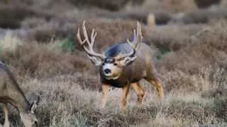 MONSTER 8X7 COLORADO MULE DEER BUCK   Wildlife Photography-Jackson Hole/Grand Teton Park/Yellowstone