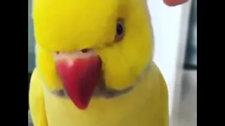 Забавный попугай (funny parrot)