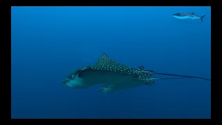 Galapagos Shark Diving Dive Liveaboard September 2020