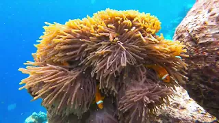 Vilamendhoo, Maldives - House Reef