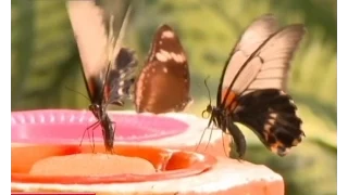 15 тисяч рідкісних екземплярів метеликів зібрали в Дубаї