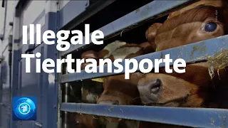 Reporter verfolgen illegale Tiertransporte