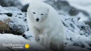 Heartwarming: Arctic Fox Couple Reunites in the Freezing Cold 🏔️ Stormborn | Smithsonian Channel