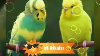 Budgerigar 🐦 Relaxing MusicBox Music (With Pictures)