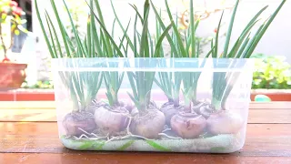Tips for growing onions with only Towel, Water and Onions