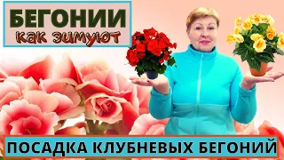 Как зимую БЕГОНИИ? Размножение черенками и посадка новых клубней