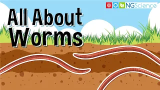 All About Worms