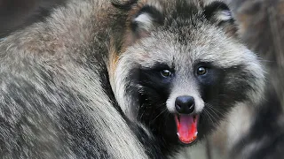 Raccoon Dog: Conflicts at the Family Table | Film Studio Aves