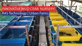 Innovative Urban Mud Crab Farming Nursery with RAS Technology