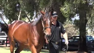 2016 Inglis Premier Ocean Park x Flying Rosa Filly To Be Trained By Tony McEvoy