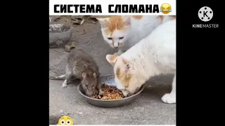 3 минуты смеха.Черный Юмор,Приколы #1