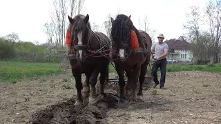 La munca pamantului cu caii - Ionut de la Somes Uileac, Maramures - 2022 Nou!!!