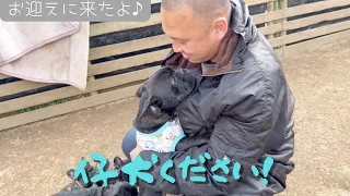 【新しい家族🎶】茨城県に仔犬をお迎えに行ってきました！【Frenchbulldogフレンチブルドッグ】
