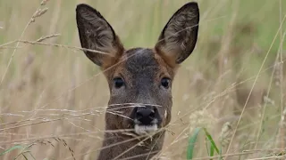 Roe Deer: Following Their Secret Lives through the Seasons 🦌