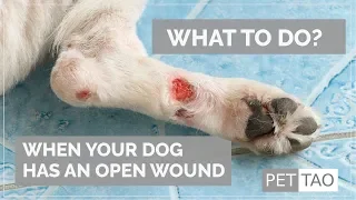 Treating Open Wounds on Your Dog - PET | TAO Holistic Pet Products