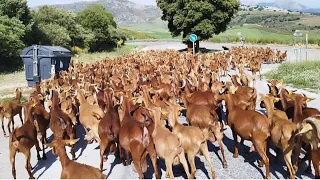 هجرة راعي الماعز إلى الجبال في ظروف صعبة وفرجة ممتعه للجميع