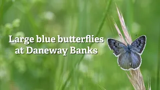 Large blue butterflies at Daneway Banks