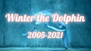 Winter the Dolphin Tribute - Safe | (2005-2021)