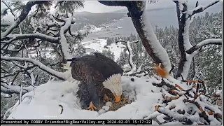 FOBBV Cam ~ SHADOW SEES HIS 3 EGGS FOR THE 1ST TIME!❄️💕 Jackie Protects Eggs From Snowstorm! 2.1.24