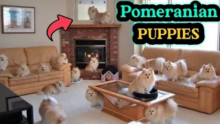 Cute pomeranian puppies 😍| Funny and cute pomeranian🥰| Funny puppy videos | Cute puppy