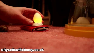 Super Simple Way to Candle Eggs Using a Mobile Phone