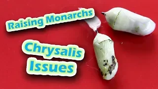 Raising Monarchs - Chrysalis Issues (Help The Monarch Butterfly)