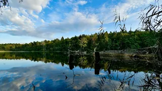 Waldsterben 2.0: Was sollen wir tun? | Kulturjournal | NDR