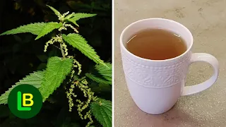 The most nutritious plant on earth? Here's how to make stinging nettle tea