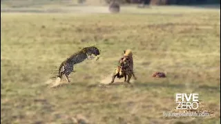 Leopard Defends Kill from Hyena