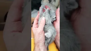 13 Days Old Kitten (Blue Collar Girl) British shorthair