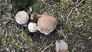 Wild Mushroom Spotting - 31/07/23