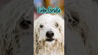 Feuchte Vierbeiner senden LUSTIGE Grüße 🐶☔️