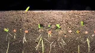 Golden Pea Sprout Time lapse