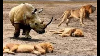 Носорог в деле ! Носорог против Льва , Бегемота , Слона , Буйвола и крокодила