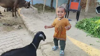 shocking incident: Boy's playtime with Goats baby|boy play with goats