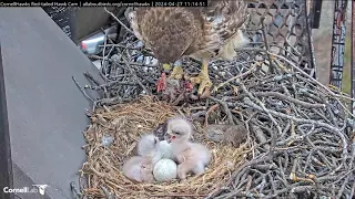 Cornell Lab  Red-tailed Hawks- Myszołowy rdzawosterne- Karmienie i zapasy na dziobki 🐥🌹🍀🐥🌹🍀🥚🍀🌹🥚🍀🌹