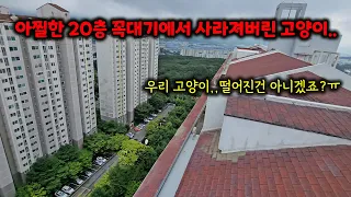 아파트 20층 꼭대기에서 이틀동안 행방불명된 고양이.. (고양이탐정)