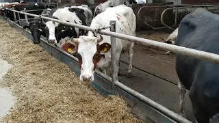Без привязное  содержание коров