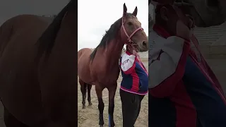 Лошади для Кок-бору. Кыргызстан