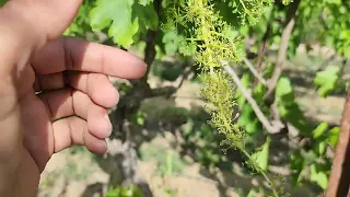 هام جدا جدا 👌 العنب البناتي والتزهير Thompson seedless Grape flowering