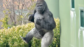 Silverback explodes with emotions of wanting to play with his son｜Shabani Group
