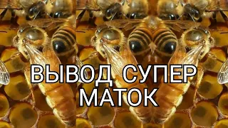 УНИКАЛЬНЫЙ МЕТОД ВЫВОДА ПЧЕЛИНЫХ МАТОК