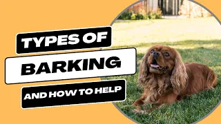 Types of Barking: How To Identify and Handle