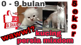 perkembangan kucing persia mixdom 0-9 bulan wahhh🙀 | 2022