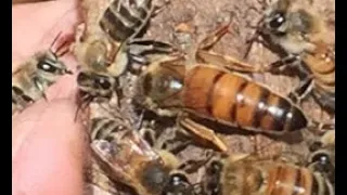 Queen Rearing Overview at BeeWeaver Honey Farm